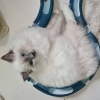 Foto №2 zu Ankündigung № 115741 zu verkaufen ragdoll-katze - einkaufen Deutschland aus dem tierheim, züchter