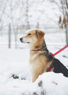 Foto №4. Ich werde verkaufen mischlingshund in der Stadt Москва. aus dem tierheim - preis - Frei