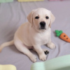 Foto №4. Ich werde verkaufen labrador retriever in der Stadt Гамбург. quotient 	ankündigung - preis - 450€