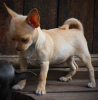 Zusätzliche Fotos: Chihuahua