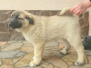 Zusätzliche Fotos: Türkische Kangal-Welpen