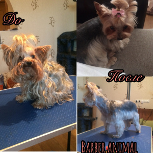 Zusätzliche Fotos: Professionelle Haarschnitte und Tierpflege