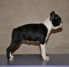 Zusätzliche Fotos: Boston Terrier Welpen zu verkaufen