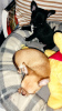 Zusätzliche Fotos: Chihuahua-Babys