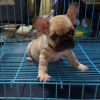 Foto №3. FRANZÖSISCHE BULLDOGGEN-WELPEN ZU VERKAUFEN, MANILA, 09457024296 HUNDE. Die Philippinen