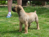 Foto №1. boerboel - zum Verkauf in der Stadt Belgrad | verhandelt | Ankündigung № 115489