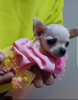 Foto №3. Prinzessin Mini-Chihuahuas. Serbien