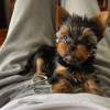 Foto №2 zu Ankündigung № 85434 zu verkaufen yorkshire terrier - einkaufen Polen quotient 	ankündigung