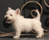 Zusätzliche Fotos: West Highland White Terrier Welpe weiblich