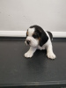 Foto №3. Beagle-Welpen zur kostenlosen Adoption. Deutschland