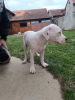 Foto №2 zu Ankündigung № 126413 zu verkaufen dogo argentino - einkaufen Serbien quotient 	ankündigung