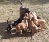 Foto №3. Pitbull-Terrierwelpe. Russische Föderation