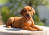 Foto №1. rhodesian ridgeback - zum Verkauf in der Stadt Москва | 1420€ | Ankündigung № 53361