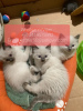 Foto №1. ragdoll-katze - zum Verkauf in der Stadt Russland | 303€ | Ankündigung № 107035