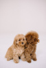 Foto №3. Toy Poodle Red Brown. Deutschland