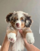 Foto №2 zu Ankündigung № 90694 zu verkaufen australian shepherd - einkaufen Finnland quotient 	ankündigung