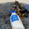 Foto №2 zu Ankündigung № 116126 zu verkaufen yorkshire terrier - einkaufen USA züchter