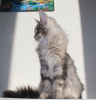 Foto №2 zu Ankündigung № 17059 zu verkaufen maine-coon-katze - einkaufen Russische Föderation vom kindergarten