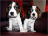 Foto №2 zu Ankündigung № 58300 zu verkaufen beagle - einkaufen Malta quotient 	ankündigung