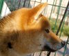 Foto №3. Junior Shiba-Inu-Männchen zu verkaufen. Bulgarien