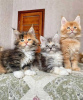 Foto №2 zu Ankündigung № 121784 zu verkaufen maine-coon-katze - einkaufen Spanien züchter