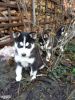 Foto №2 zu Ankündigung № 98106 zu verkaufen siberian husky - einkaufen Österreich quotient 	ankündigung