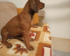 Foto №2 zu Ankündigung № 102988 zu verkaufen rhodesian ridgeback - einkaufen Polen züchter