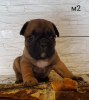 Foto №4. Ich werde verkaufen französische bulldogge in der Stadt Grodno. quotient 	ankündigung - preis - 357€