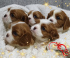 Foto №1. cavalier king charles spaniel - zum Verkauf in der Stadt Minsk | verhandelt | Ankündigung № 36948