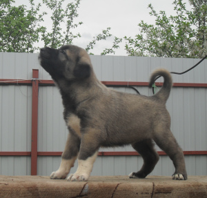 Foto №4. Ich werde verkaufen anatolischer hirtenhund in der Stadt Moskau. vom kindergarten - preis - 730€