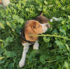 Foto №3. Beagle. Slowakei