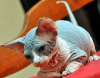 Foto №2 zu Ankündigung № 123667 zu verkaufen sphynx-katze - einkaufen Deutschland quotient 	ankündigung