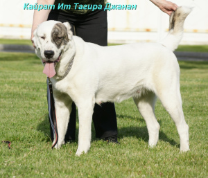 Zusätzliche Fotos: Zentralasiatischer Schäferhund Puppy White-Tiger Girl