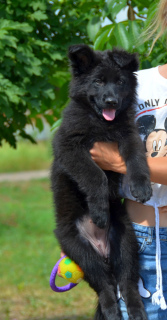 Foto №4. Ich werde verkaufen deutscher schäferhund in der Stadt Odessa. züchter - preis - 441€