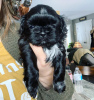 Foto №4. Ich werde verkaufen shih tzu in der Stadt West New York. quotient 	ankündigung - preis - 208€