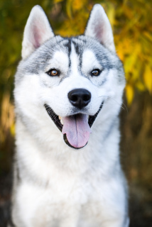 Foto №1. siberian husky - zum Verkauf in der Stadt Kiew | Verhandelt | Ankündigung № 4215