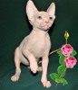 Foto №1. sphynx cat - zum Verkauf in der Stadt Houston | verhandelt | Ankündigung № 43642