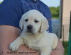 Foto №1. labrador retriever - zum Verkauf in der Stadt Stubline | verhandelt | Ankündigung № 99379