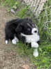 Foto №2 zu Ankündigung № 40111 zu verkaufen border collie - einkaufen USA quotient 	ankündigung