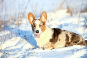 Foto №4. Ich werde verkaufen welsh corgi in der Stadt St. Petersburg. vom kindergarten - preis - verhandelt