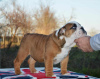 Foto №3. Englische Bulldogge. Serbien