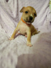 Zusätzliche Fotos: Amstaff Terrier Welpen Reserve