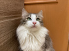 Zusätzliche Fotos: Eine wundervolle junge Katze, Kätzchen Lisa, sucht ein Zuhause und eine