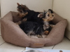 Foto №4. Ich werde verkaufen yorkshire terrier in der Stadt Krasnodar. quotient 	ankündigung - preis - 174€