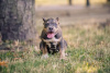 Foto №1. american bully - zum Verkauf in der Stadt Chisinau | 1000€ | Ankündigung № 62655