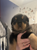 Foto №2 zu Ankündigung № 100359 zu verkaufen rottweiler - einkaufen USA quotient 	ankündigung