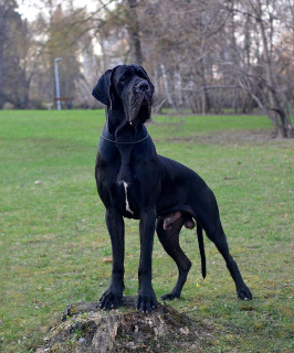 Foto №1. deutsche dogge - zum Verkauf in der Stadt Moskau | Verhandelt | Ankündigung № 3322
