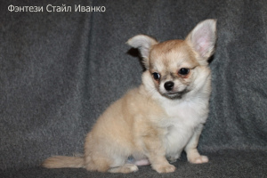 Zusätzliche Fotos: Fantasie-Art Ivanko Chihuahua männliche Haustierklasse