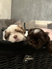 Foto №2 zu Ankündigung № 103517 zu verkaufen shih tzu - einkaufen Deutschland quotient 	ankündigung