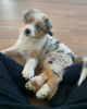 Foto №1. australian shepherd - zum Verkauf in der Stadt Gothenburg | verhandelt | Ankündigung № 94606